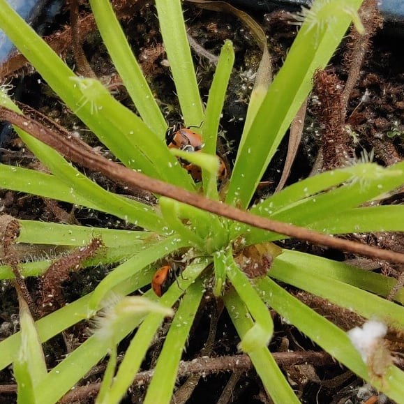 Short term, I'll run the plant under the tap to dislodge the pests? But my favorite strategies have been lady bugs and carnivorous plants.