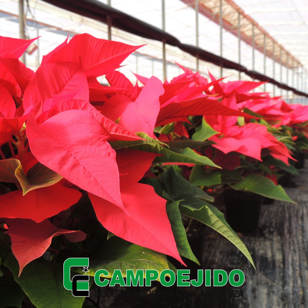 Desde <a href="/CampoejidoSCA/">Campoejido</a> nos sumamos a la campaña #UnaFlorEspecial para fomentar la compra de este símbolo de la #Navidad.
¡Nos ha encantado la iniciativa 😍!