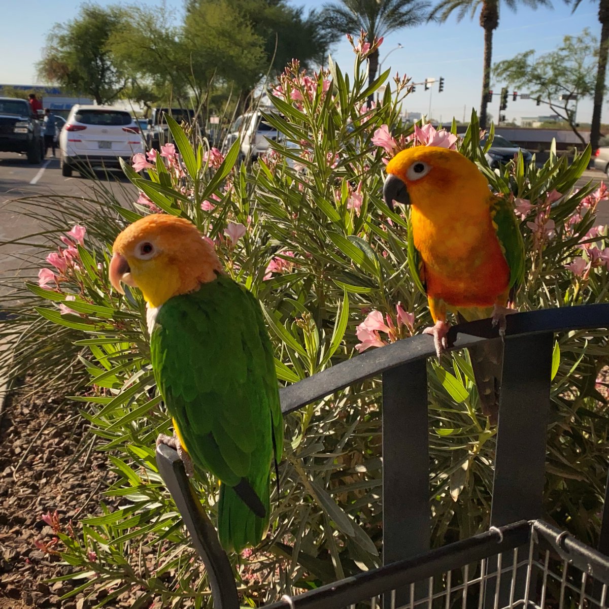 DixieTheCaique tweet media