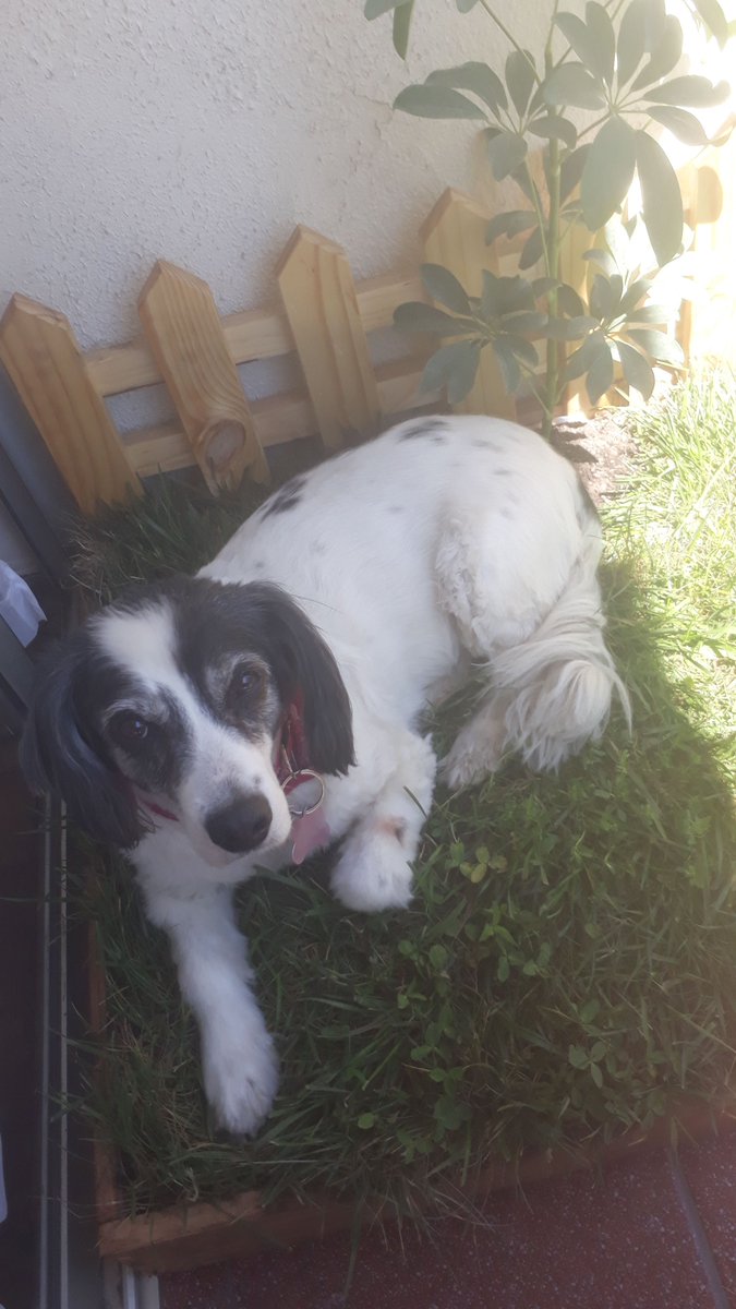 FefitaHernandez's tweet photo. AYUDA RT! Floppy fue diagnosticada con un cáncer muy agresivo y necesita inmunoterapia,el medicamento se llama PALLADIA y NO SE ENCUENTRA EN https://t.co/4WmTXwc95O que está disponible en España y Argentina.X favor si alguien sabe de algun viajero que me contacte urgente. GRACIAS https://t.co/tmCQO4Nc4k