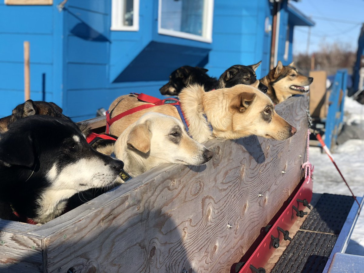 Punk sled dogs wearing eye makeup in the Arctic (to protect their eyes from the sun on long spring days).Featuring Wickson, Colbert, Flame, Spike, and Clem et al.