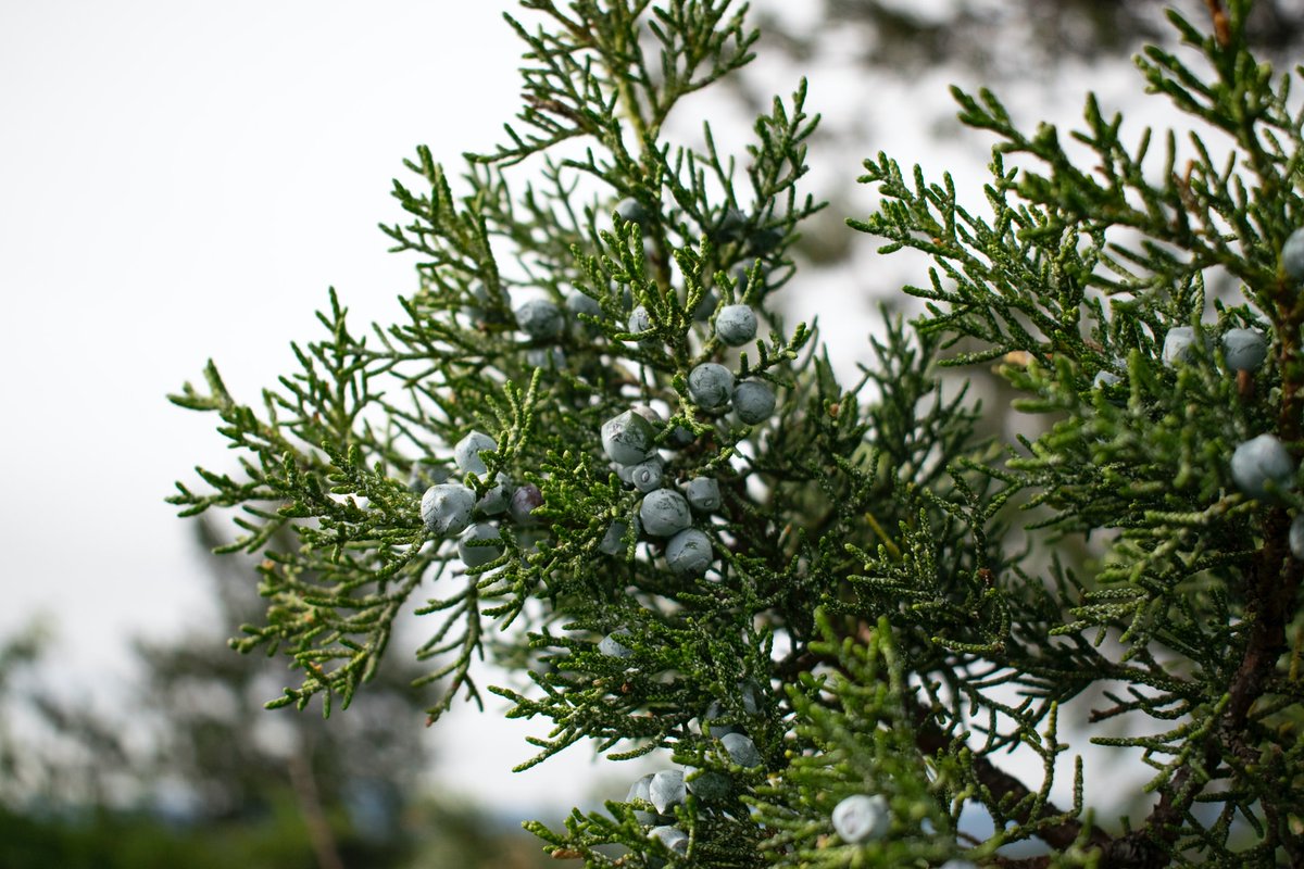 #FunFactsFriday 

Did You Know? 

Juniper berries generally require two years to ripen &amp; are a food source for many woodland critters. 
They were also used by the Native Americans for making an infusion to treat colds, sore throats &amp; kidney diseases.

Photo By: Caleb Pudewell