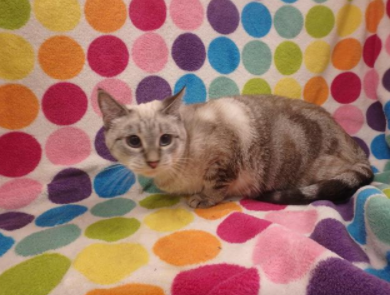 SiameseAngels's tweet photo. TANYA a 4 yr old spayed female Lynx Point #Siamese in Van Nuys, CA    ID#A1959178
https://t.co/iGipdvlt4U
#AdoptDontShop #AdoptMe #SoCal #BeautifulCats #RescueCats #LostCat #Foster https://t.co/RfnddNgmRh