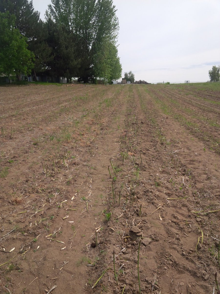 Brian Marquez on Twitter "This is how we grow grass in Washington