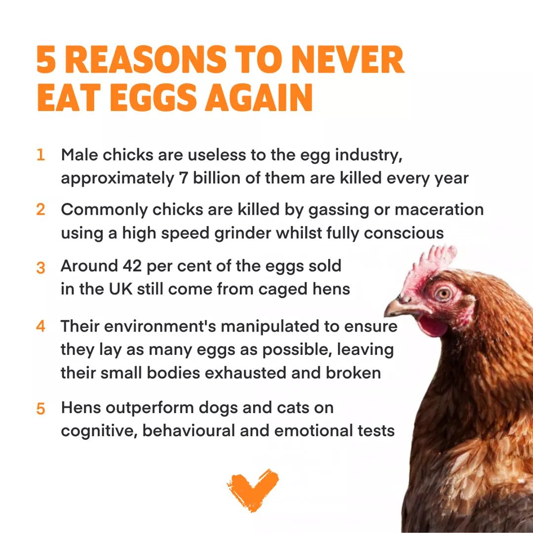 herbivore_club's tweet photo. 5 reasons to never eat eggs again 🥚 https://t.co/wZX8d8GICM