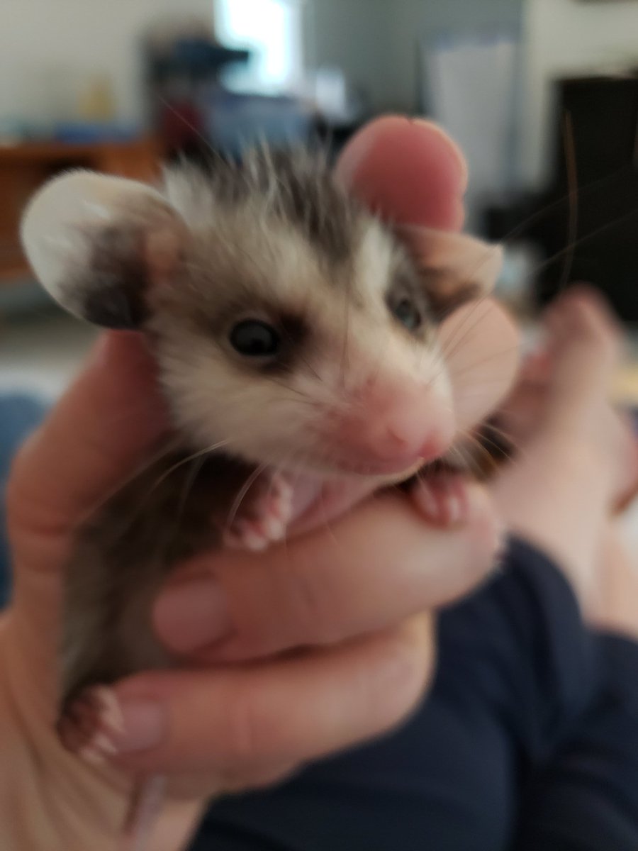 Possum Every Hour (@PossumEveryHour) on Twitter photo 27/11/2020 17:00:09 Possum Every Hour (@PossumEveryHour) on Twitter photo 27/11/2020 17:00:09