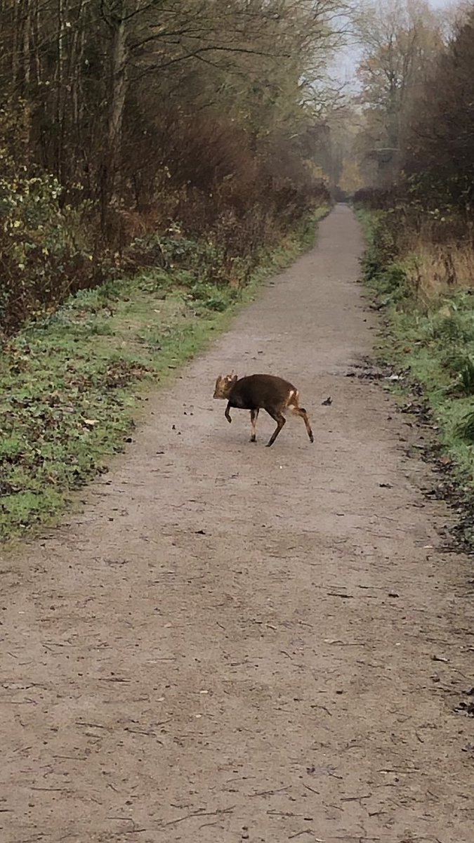AlanGurney6's tweet photo. Day 23 ✅ also an 8 mile walk with @samgurnzzzz this morning and look at this lovely little fella we bumped into in the countryside 🦌 #legsache https://t.co/ndtsxaSWvH