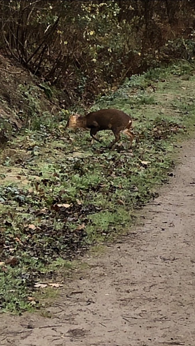 AlanGurney6's tweet photo. Day 23 ✅ also an 8 mile walk with @samgurnzzzz this morning and look at this lovely little fella we bumped into in the countryside 🦌 #legsache https://t.co/ndtsxaSWvH