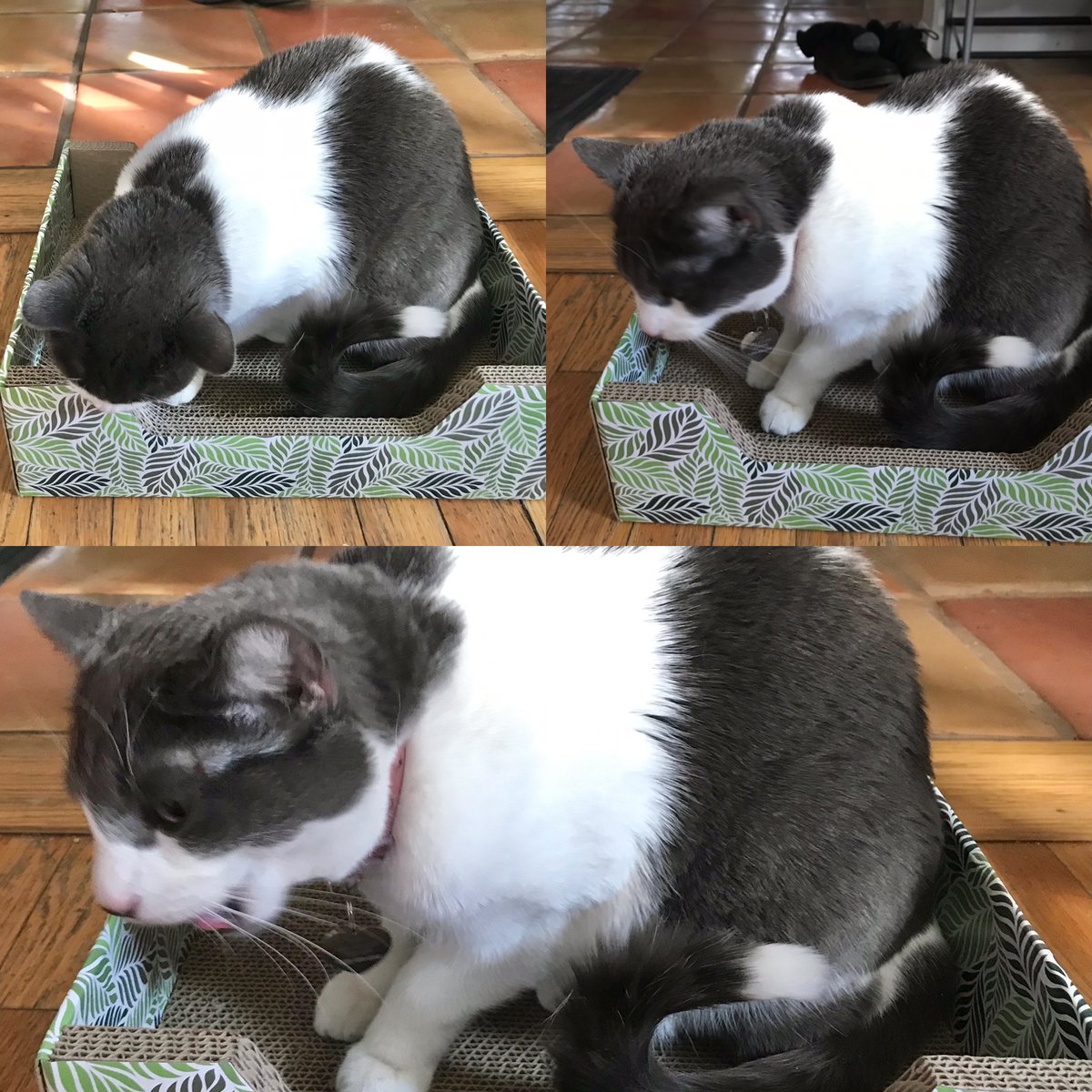 YourDailyFae's tweet photo. Chewy has some great #BlackFriday #deals. Look at how much Fae loves her little cat scratcher bed! Buy 2, Get 1 Free today! Use Fae's link https://t.co/EYeJjoT2rL and get 50% of her commission to go to #AnimalHumaneNM. #yourdailyfae #cats #kittens #gatitos https://t.co/luN0qaBCxQ