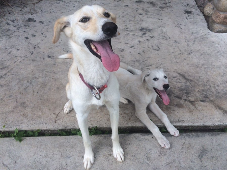 Flame and mini Flame. (Mini Flame is Wickson.)