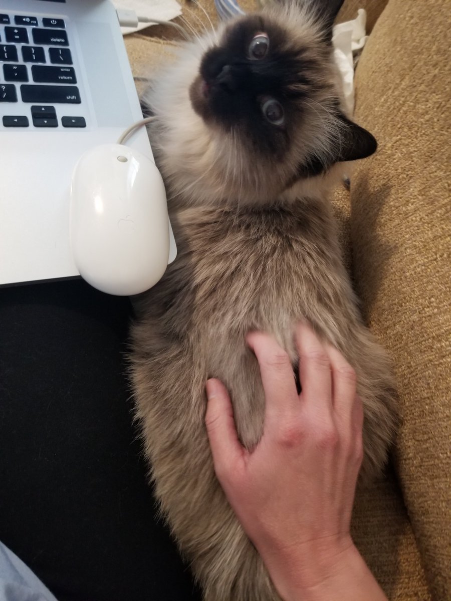 flakiestpastry's tweet photo. Tuning in to #MagNet20 with some company! #CatsofMagNet20 https://t.co/jfyn25FJb7