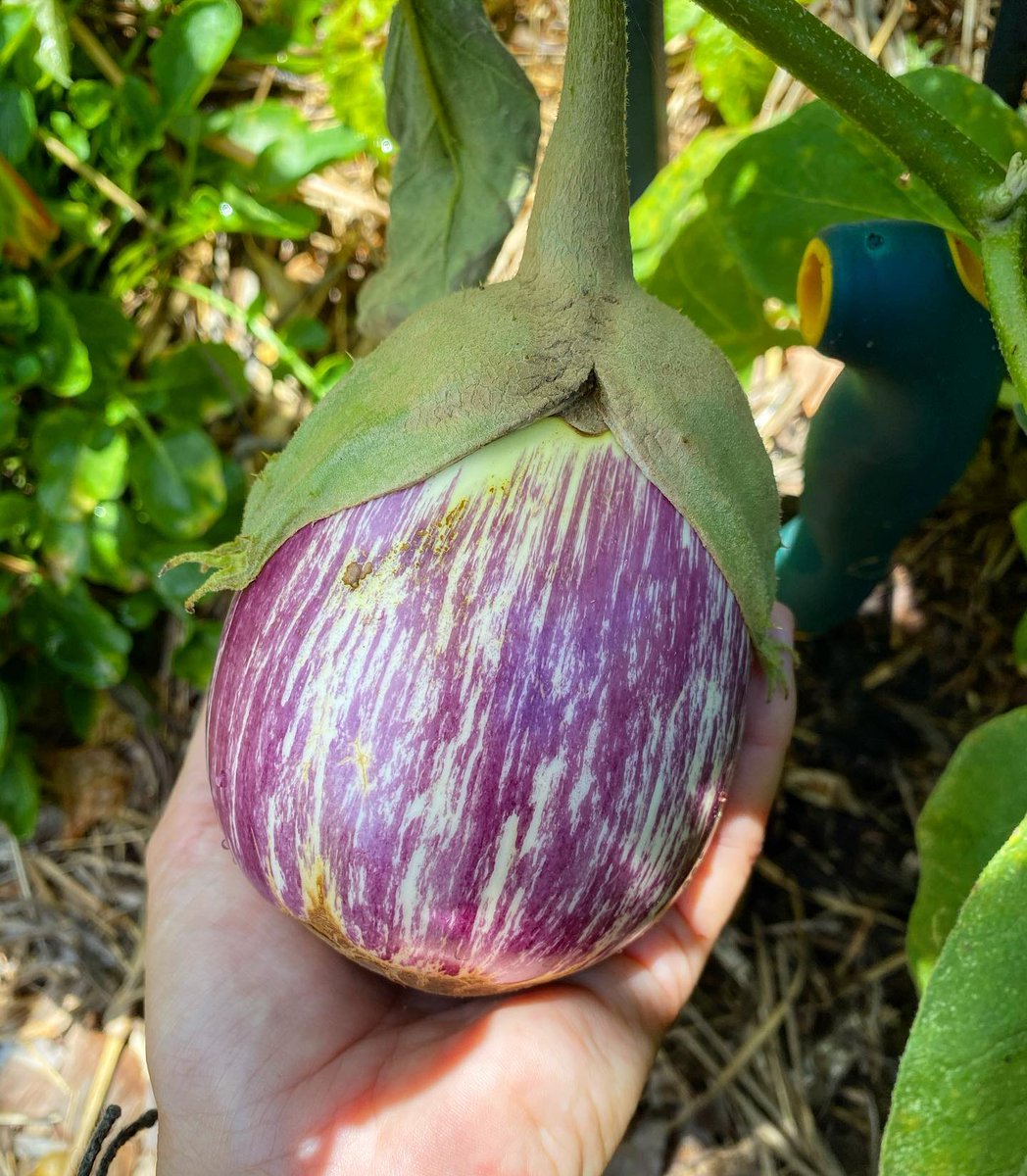 Do you think this #eggplant is ready? 🤔 Would you pick it? 📸:@veggie_garden_qld #readytoharvest 

😍 Let us surprise you every month...
🌿 Grow 5 unique heirloom varieties in your garden!
👉 urbanorganicgardener.cratejoy.com