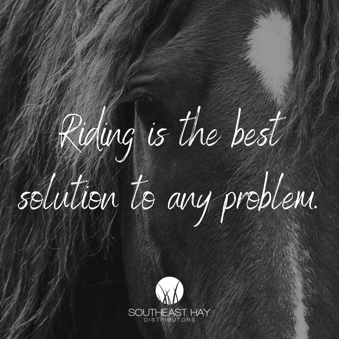 💭 "Riding is the best solution to any problem." #horsequotes #horsequotesandsayings