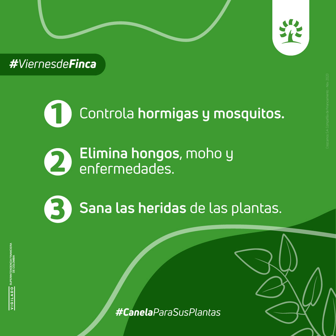 Crezcamos's tweet photo. Si usted es amante de tener plantas en su casa, esta información le interesará.👇

Aplicar un poco de canela en polvo ayudará a sus plantas en gran manera. 🌳💚

#Crezcamos #CompañíadeFinanciamiento #SembradoresDeProgreso #SembramosProgreso #ViernesdeFinca #CanelaParaSusPlantas https://t.co/P6Mu7mXEdj