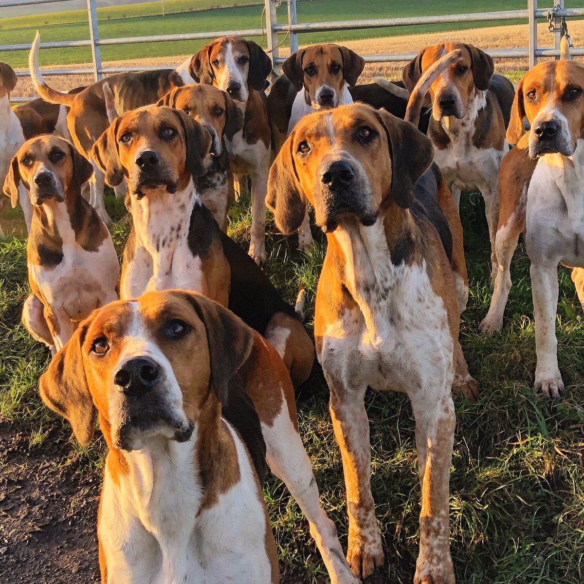 lurcherwork's tweet photo. #hounds #workingdogs #huntingdogs #sportingdogs #hunting #huntingwithdogs #hounds #houndsmen #huntwithhounds #scenthounds #canineathletes #dogs #houndsman #hounddogs #foxhunting #fitforhunting #huntingfitness #keephunting #foxhunting #foxcontrol #drivenfox #drivenshootinguk https://t.co/SzkHCYWev6