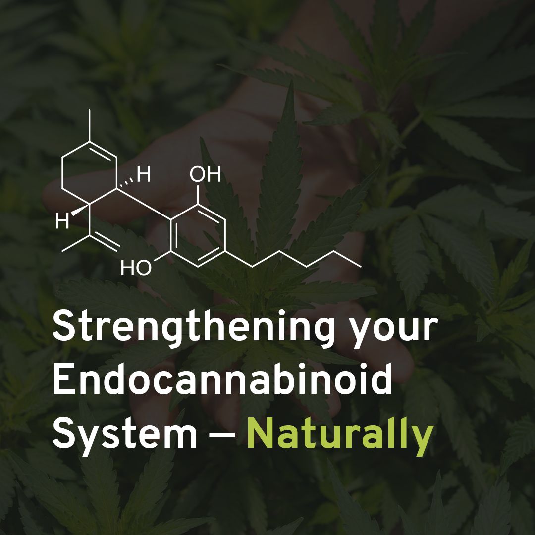 Hemp oil supplements are necessary to replenish your body's cannabinoids and get your body to a balanced state. The phytocannabinoids found in hemp are great for the ECS. 🌿 What else? Consume Omega-3 rich foods, be mindful & lower stress, & drink alcohol in moderation.