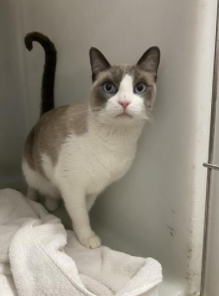 SiameseAngels's tweet photo. BANDIT a 2 yr old male Snowshoe #Siamese in Redlands, CA    ID#A051312
https://t.co/yojSTqxOge
#AdoptDontShop #AdoptMe #SoCal #BeautifulCats #RescueCats #LostCat #Foster https://t.co/hjqGMxmRdy