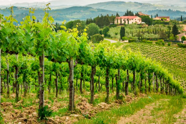 ConciertoEn's tweet photo. ¿Te has preguntado cuáles son los países de Europa líderes en la producción de vino? A continuación te compartimos cuáles son los cinco países que más producen vino.

Link: https://t.co/9hp9hIcLsC https://t.co/7ObJF3gd85