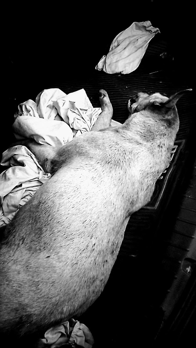 MirniaT's tweet photo. Si alguien dono ayer y no habían caído las transferencias #YACKY ya no esta GRACIAS MUCHAS GRACIAS no sigan donando, lo q sobro de las donaciones deja 2 bebés q ni siquiera habían comenzado a comer, necesito comprar desparasitante, las vacunas, perrarina de cachorros ADIÓS YACKY https://t.co/JYzi1jx9C6