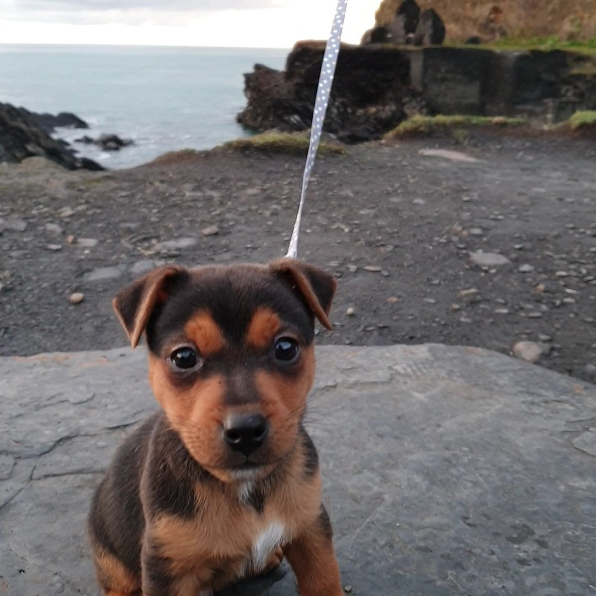 Hey twitter folks...say hello to Dobby, the latest addition to our team! 
#dobbythedirewolf #puppy #coasteering