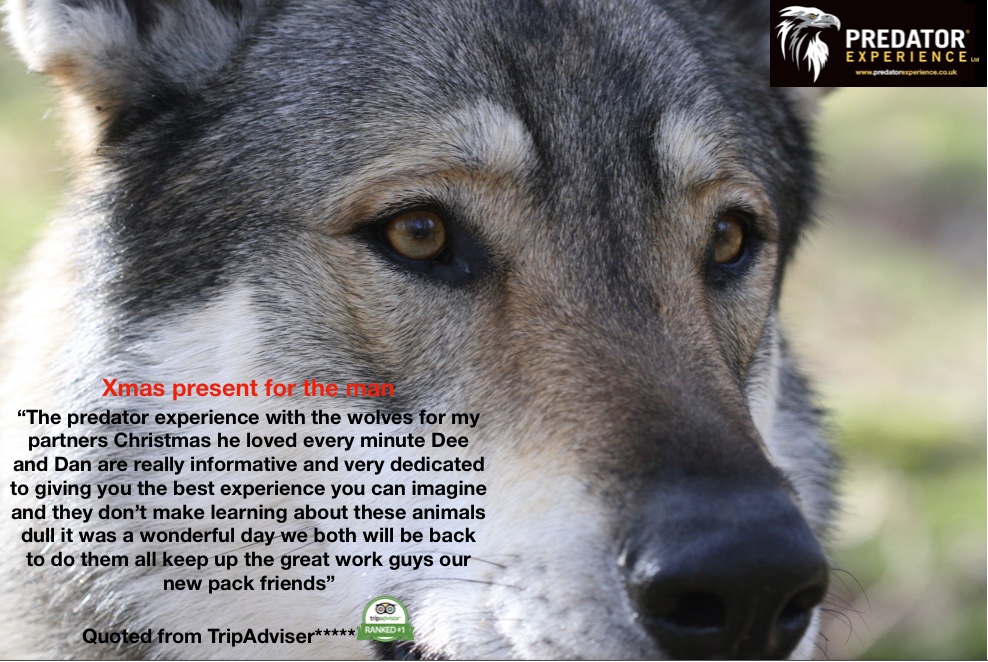 PredatorExp's tweet photo. Become a part of our pack! 🐺
A range of exciting experience gift vouchers are available this Christmas, through our website at https://t.co/MPlJOimxwe or call 07733366748.
#Christmas2020 #GiftVouchers #VisitCumbria #walkingwithwolves #No1 https://t.co/6iqIf4PbGV
