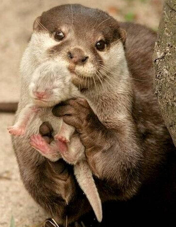 weird_sci's tweet photo. Even for otters, it's hard to get the kiddoes to smile for the camera. https://t.co/ggvQlE5pqs