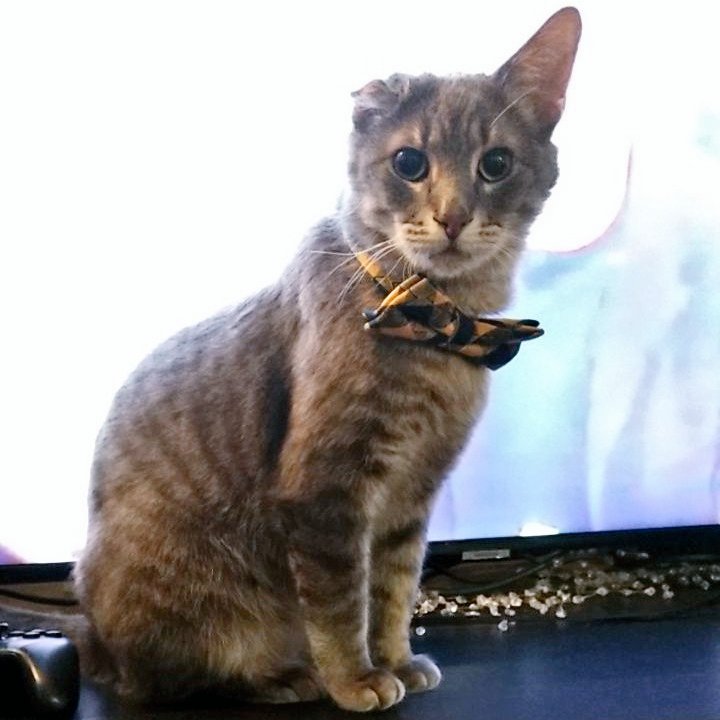 OneEaredCat's tweet image. Vince sends huge gratitude to all the  friends who have decided to follow his adventures ❤️

In honor of breaking 100 followers, here's the story of how our lil guy got his name :)

#CatsOfTwitter #cats #FelineFriday