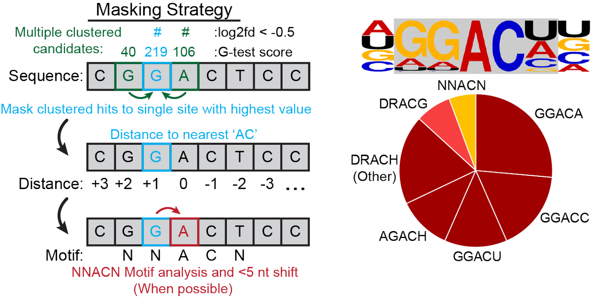 (5/9) RNA mods cause sequencing errors when transiting a pore. By comparing viral RNA generated in wildtype cells to METTL3 KO cells we were able to use a statistical pipeline (DRUMMER) to call sites of METTL3-dependent m6A additions at the single-nucleotide level.