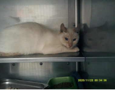 SiameseAngels's tweet photo. A name unknown age unknown male Flame Point #Siamese in Chula Vista, CA   ID#A226452
https://t.co/GCSwdZfyF9
#AdoptDontShop #AdoptMe #SoCal #BeautifulCats #RescueCats #LostCat #Foster https://t.co/okDRsxQSt0