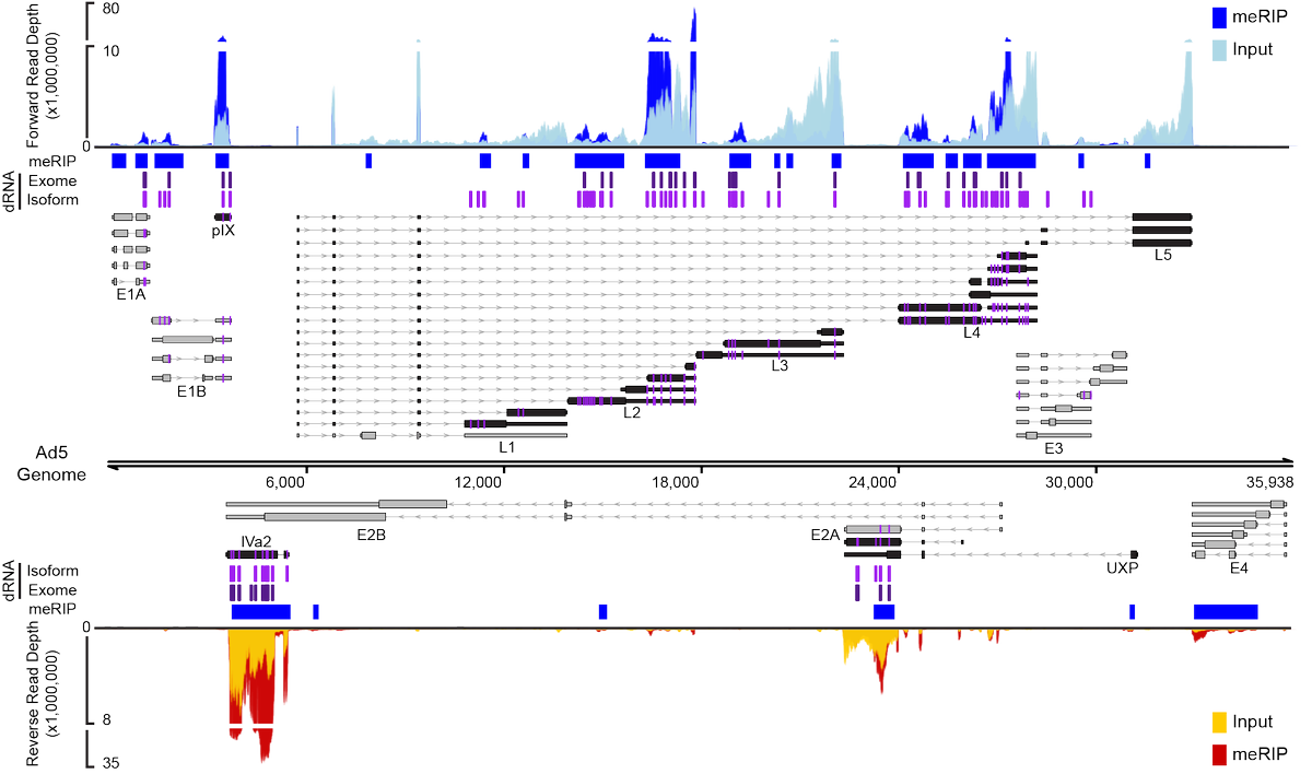 (3/9) Exactly 40 years later we performed meRIP-seq during AdV infection and quickly discovered that typical short RNA reads were going to be insufficient to accurately map RNA modifications onto the highly spliced and overlapping transcriptome of this DNA virus.