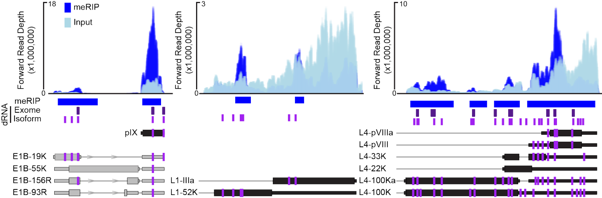 (6/9) Furthermore, by throwing out all ambiguously mapped RNA reads we were able to increase our signal to noise ratio and find even more modifications that could now be mapped to individual transcript isoforms!