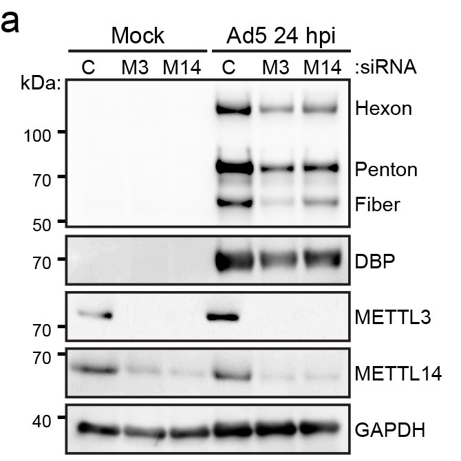 (7/9) While the majority of viral early and late transcripts were modified, we only noticed a significant decrease in late stage viral RNAs or proteins after loss of METTL3. Ultimately, it was shown that m6A was necessary for splicing of late transcripts with long introns.