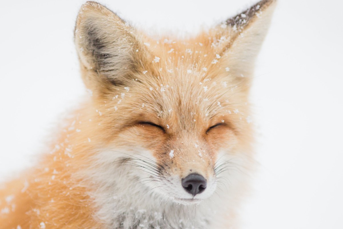 peta's tweet photo. RETWEET if you would never wear her—or any other animal's—fur! #FurFreeFriday https://t.co/yc1zKH7c58