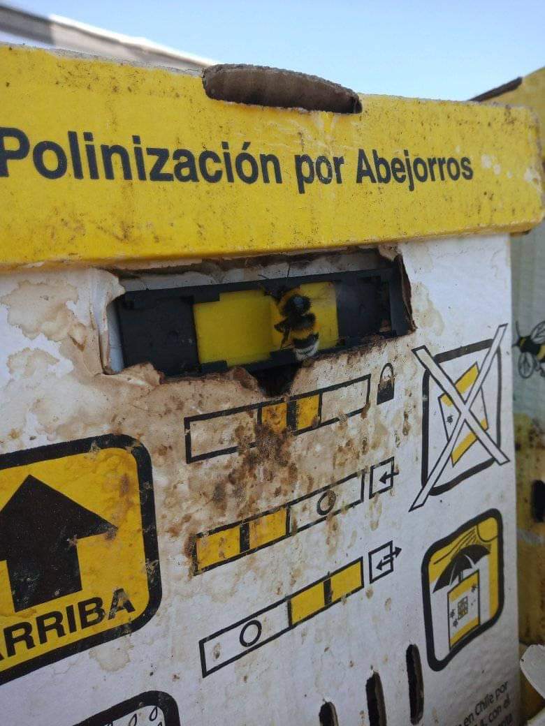 Abejorro invasor producido en Chile por la empresa BioCruz y apoyado por Syngenta. No sé si ya se han utilizado o no, pero presentan actividad. A esto nos hemos referido cuando no hay control. Cómo es posible que estén al aire libre?🤦‍♂️los efectos negativos son más que los +