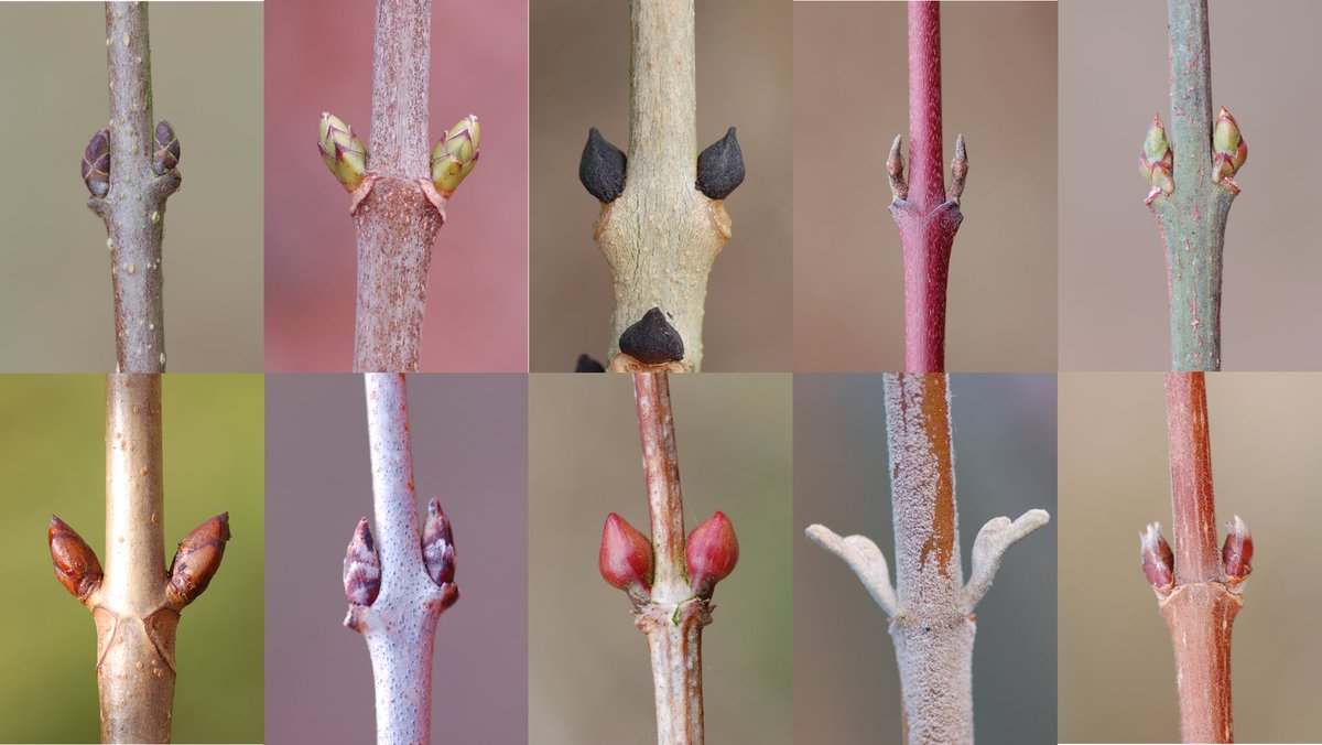 Have you ever noticed the buds on the trees in winter? Next time you go for a walk take a closer look. They are *stunning* 🤗
