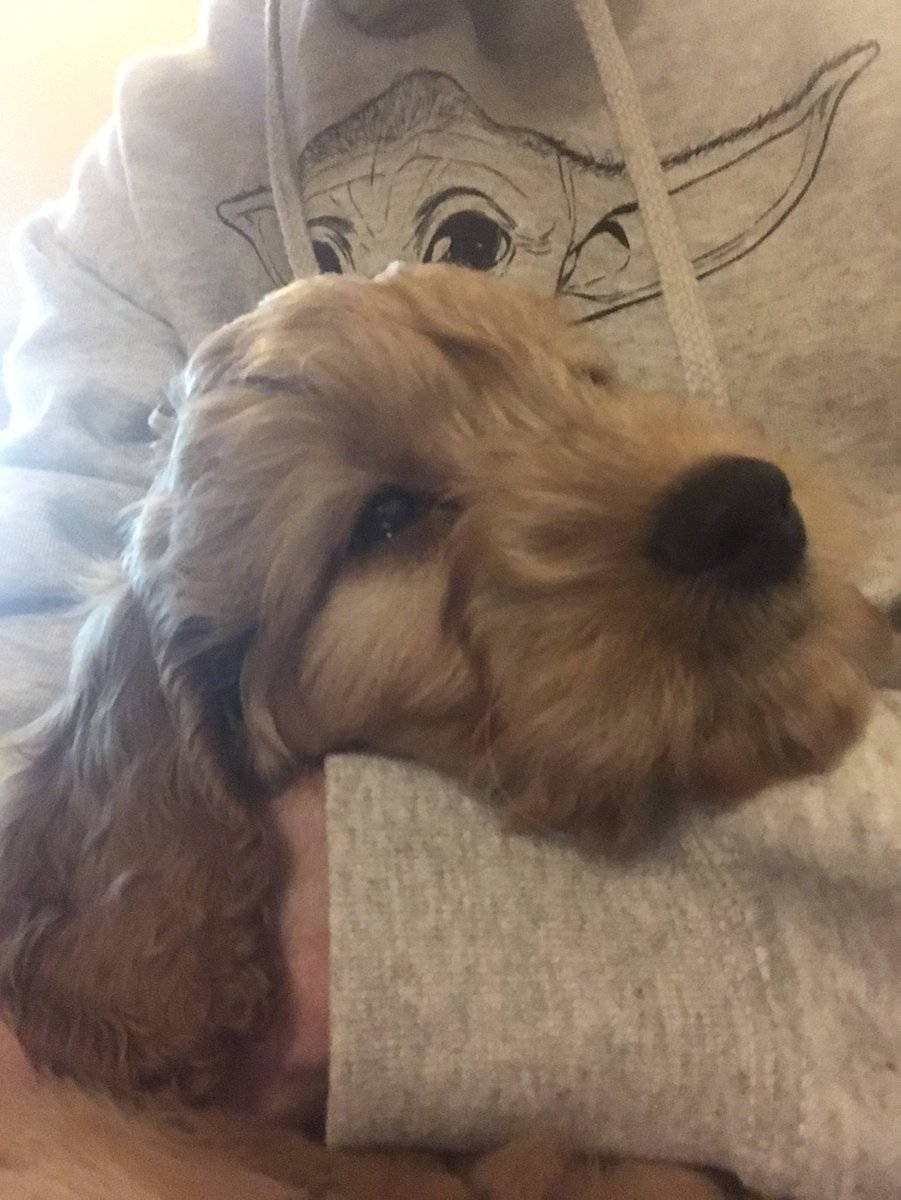 apwhufc's tweet photo. Meet my puppy, Max 🥰 https://t.co/kvGgczhc8g
