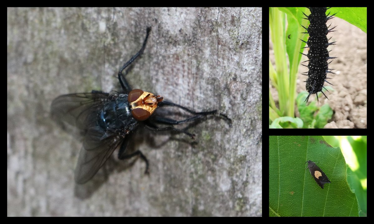 Karin_B_E's tweet photo. #BlackFriday #BlackFriday2020
#blackfridaybugs #insectenopdeboerderij 🪰
lijkenvlieg
dagpauwoog-rups
donkere maanmot https://t.co/VPA8dggYY4