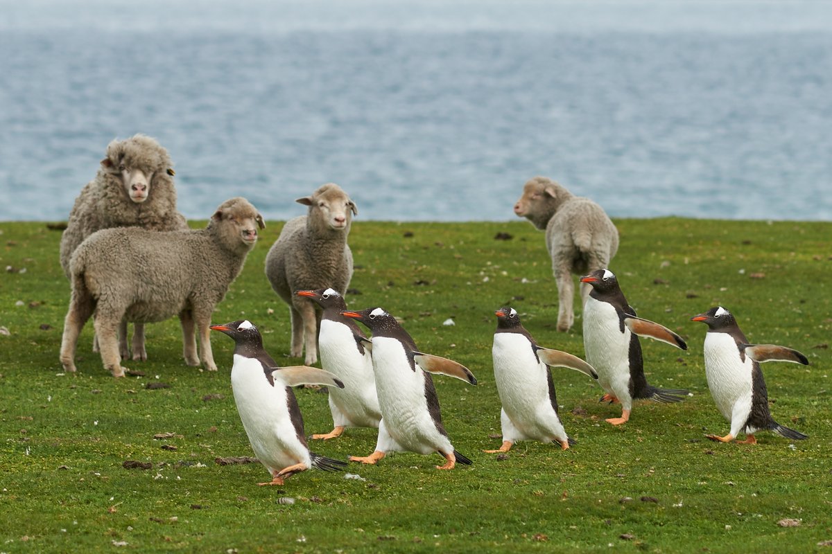 UKOTA (@ukotassociation) on Twitter photo UKOTA Friday Fact: #FalklandIslands sheep numbers: 490,113 (153 per inhabitant – the highest rate in the world – more than Australia or NZ). Lots of penguins too but that's for another week :-) #UKOverseasTerritories <a href="/FalklandsinUK/">FalklandsinUK</a> <a href="/FalklandsRepUK/">FIG Representative to the UK and Europe</a> UKOTA Friday Fact: #FalklandIslands sheep numbers: 490,113 (153 per inhabitant – the highest rate in the world – more than Australia or NZ). Lots of penguins too but that's for another week :-) #UKOverseasTerritories <a href="/FalklandsinUK/">FalklandsinUK</a> <a href="/FalklandsRepUK/">FIG Representative to the UK and Europe</a>