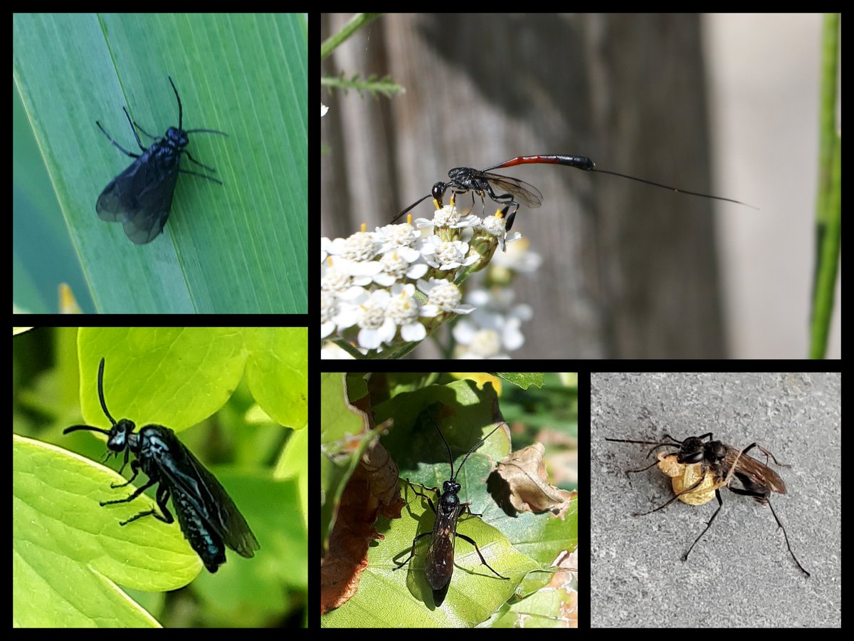 Karin_B_E's tweet photo. #BlackFriday #BlackFriday2020
#blackfridaybugs #insectenopdeboerderij 🪰
zwarte blad- en sluipwespen https://t.co/mMjsqHxFjl