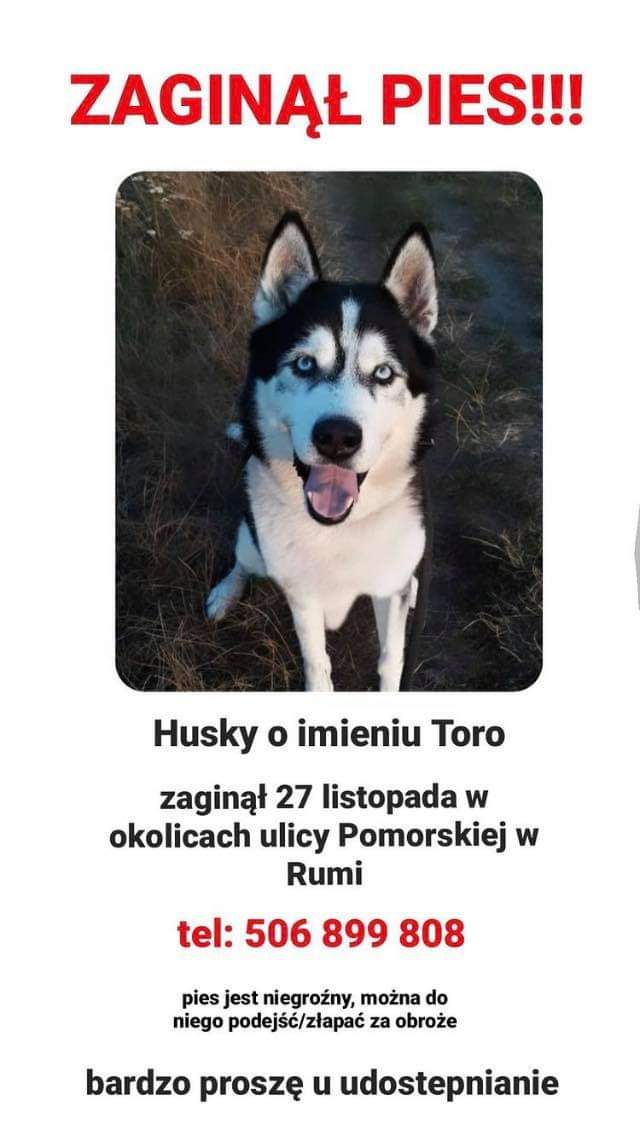 rewoIucje's tweet photo. proszę udostępniajcie bo to gwiazda internetu jest, piesek ma wlasnego ig nawet:( https://t.co/YlWb6fdHWX