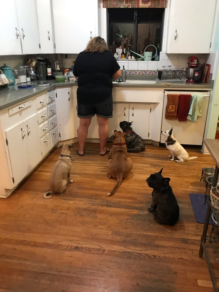 When you're carving up turkey leftovers and don't realize you have an audience. #Thanksgiving2020 #DogsofTwittter