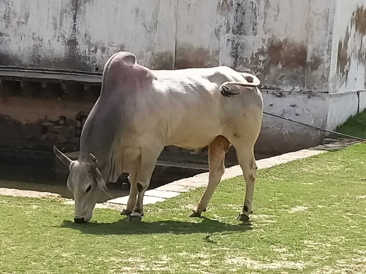 Interestingly we also found a bull grazing on the top. He looked like he modelled for the Harappan seals 5/n.