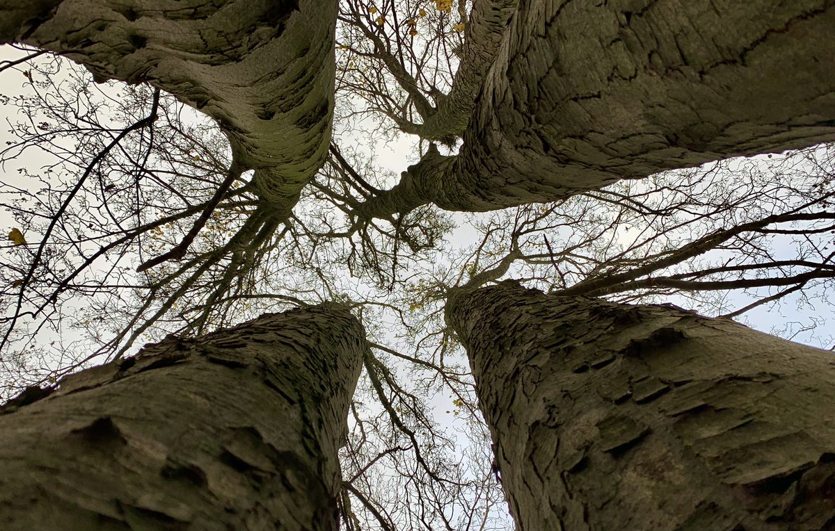 I went for a walk in the gloom. Come along and see what I saw on my slow saunter....