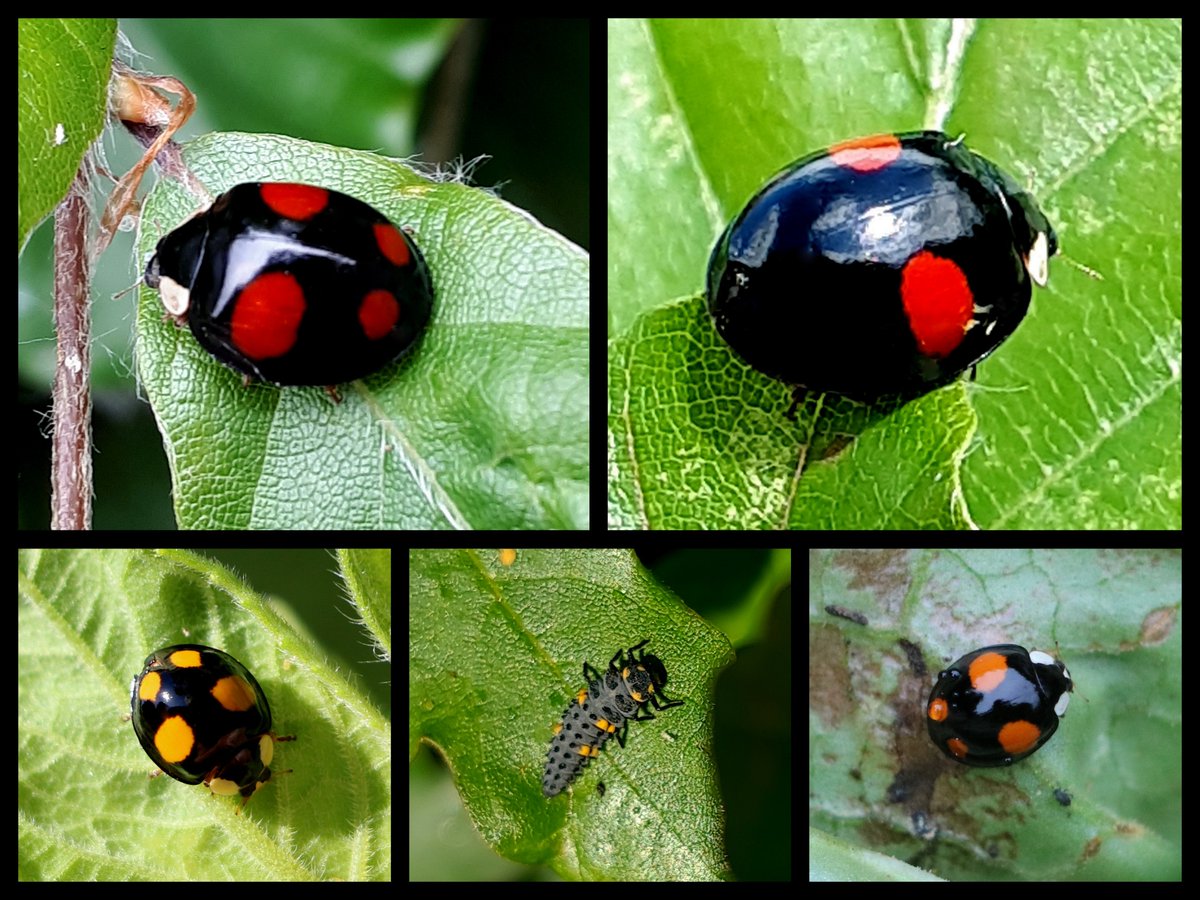Karin_B_E's tweet photo. #BlackFriday #BlackFriday2020
#blackfridaybugs #insectenopdeboerderij 🪰
tweevlekkig en viervlekkig Aziatisch lieveheersbeestje en larve van het zevenstippelig lieveheersbeestje 🐞 https://t.co/hrIyMtjUge