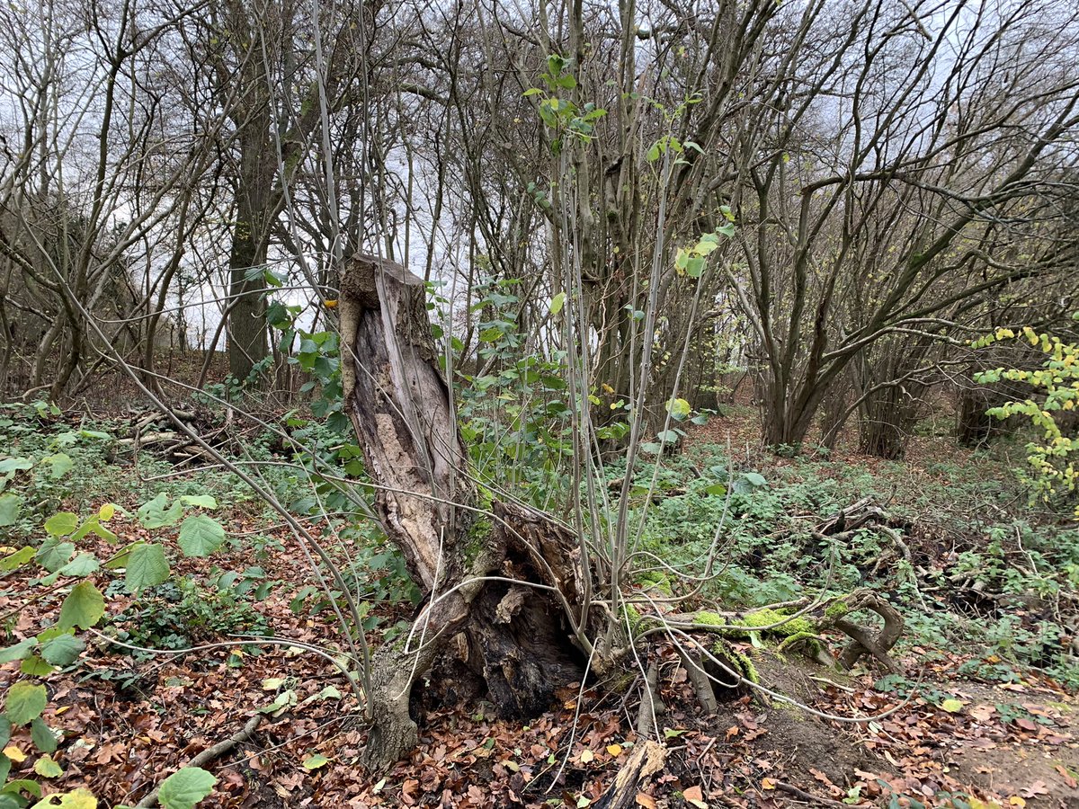 Further up the path a huge beech was toppled by the winds during Lockdown One. This old ash was damaged but look at the new growth - well over a metre of whips reaching up in hope.