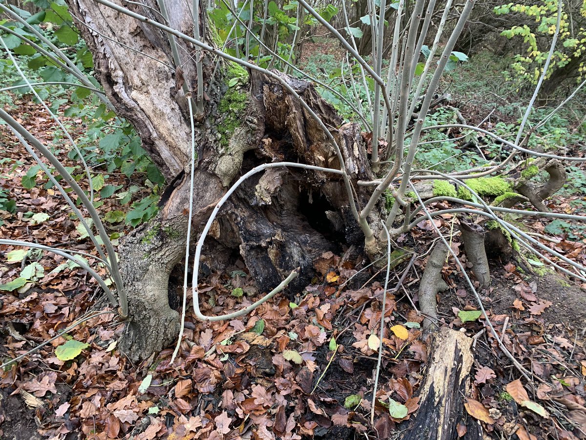 Further up the path a huge beech was toppled by the winds during Lockdown One. This old ash was damaged but look at the new growth - well over a metre of whips reaching up in hope.