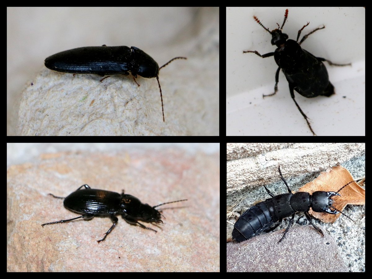 Karin_B_E's tweet photo. #BlackFriday #BlackFriday2020
#blackfridaybugs #insectenopdeboerderij 🪰
linksboven: kniptor
rechtsboven: oeveraaskever
linksonder: breedborstloopkever (bosbulldozer)
rechtsonder: stinkende kortschildkever https://t.co/KcYhWoweSt