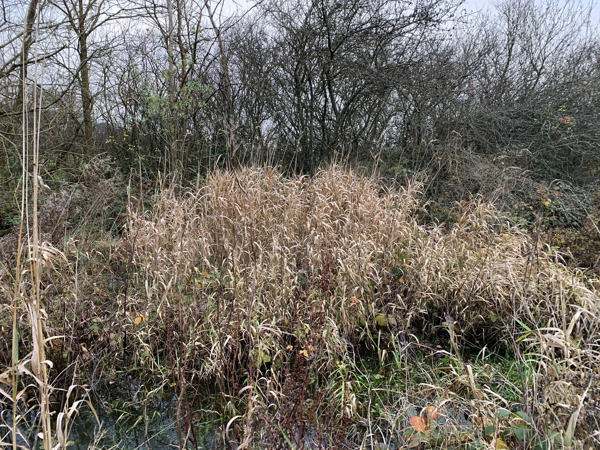 The stream crosses the path with this small but fertile patch of uncultivated ground that floods in winter. The path has been built up over centuries to keep passing feet dry.