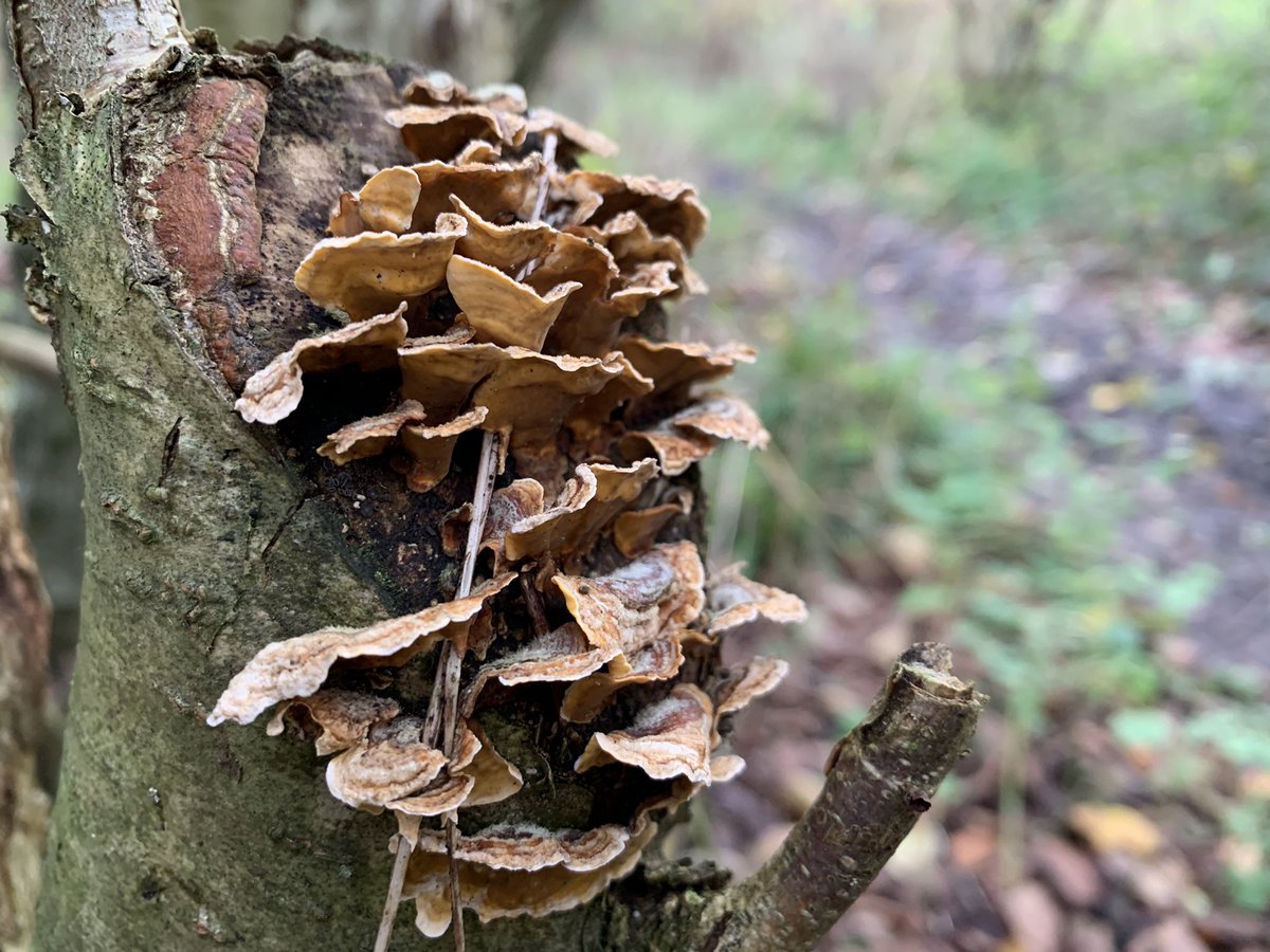 Fungal growths are appearing everywhere. The rotting ash trunk has what I believe are King Alfred’s Cakes growing, some already ‘burnt’ & some still ‘cooking’.