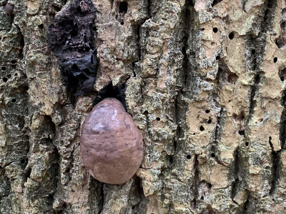 Fungal growths are appearing everywhere. The rotting ash trunk has what I believe are King Alfred’s Cakes growing, some already ‘burnt’ & some still ‘cooking’.